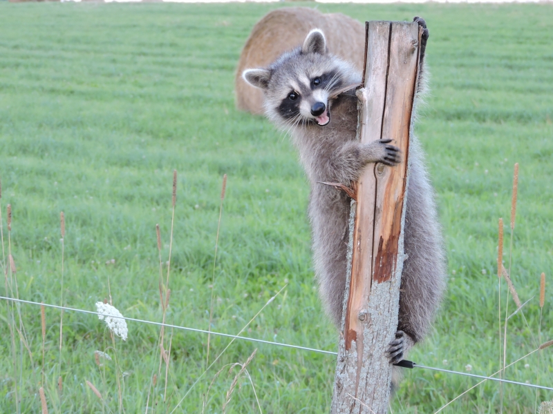 Raccoon on a Fencepost Nature Up North